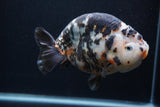 Jumbo Ranchu  Calico 5.5 Inch (ID#0103R14a-113)