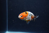 Baby Ranchu  Calico 2.5 Inch (ID#1224R9c-30) Free2Day SHIPPING