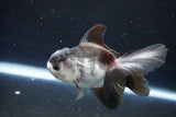 Juvenile Thai Oranda  Panda 3.5 Inch (ID#1022To13b-86) Free2Day SHIPPING