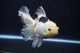 Thai Oranda  Panda 5.5 Inch (ID#1108To6c-115)