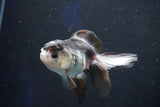 Juvenile Thai Oranda  Panda 3.5 Inch (ID#1022To13b-86) Free2Day SHIPPING