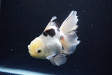 Thai Oranda  Panda 5.5 Inch (ID#1108To6c-115)