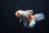 Juvenile Thai Oranda  Red White 4 Inch (ID#1206To12c-84) Free2Day SHIPPING