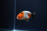 Baby Ranchu  Calico 2.5 Inch (ID#1224R9c-30) Free2Day SHIPPING