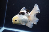 Thai Oranda  Panda 5.5 Inch (ID#1108To6c-115)