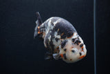 Jumbo Ranchu  Calico 5.5 Inch (ID#0103R14a-113)