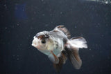 Juvenile Thai Oranda  Panda 3.5 Inch (ID#1022To13b-86) Free2Day SHIPPING