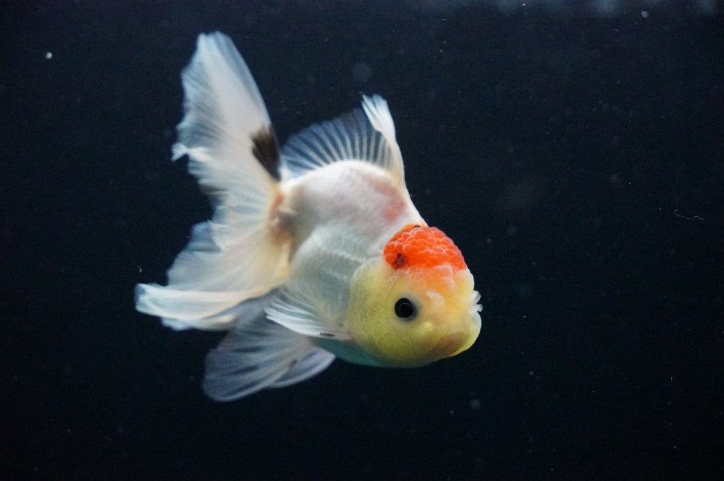 Thai Oranda  Red White 4 Inch (ID#1128T1b-34) Free2Day SHIPPING
