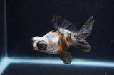 Butterfly  Calico 3.5 Inch (ID#415B8b-39) Free2Day SHIPPING