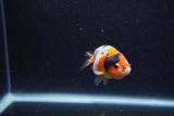 Baby Ranchu  Calico 2.5 Inch (ID#1224R9c-30) Free2Day SHIPPING