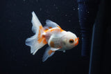 Juvenile Thai Oranda  Red White 4 Inch (ID#1206To12c-84) Free2Day SHIPPING