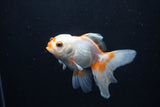 Juvenile Thai Oranda  Red White 4 Inch (ID#1206To12c-84) Free2Day SHIPPING