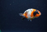 Baby Ranchu  Calico 2.5 Inch (ID#1224R9c-30) Free2Day SHIPPING