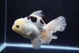 Thai Oranda  Panda 5.5 Inch (ID#1108To6c-115)