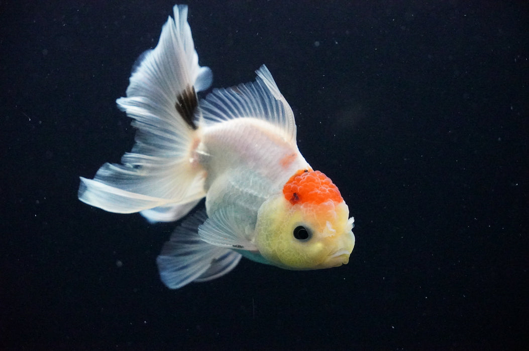 Thai Oranda  Red White 4 Inch (ID#1128T1b-34) Free2Day SHIPPING