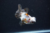Butterfly  Calico 3.5 Inch (ID#415B8b-39) Free2Day SHIPPING