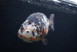 Jumbo Ranchu  Calico 5.5 Inch (ID#0103R14a-113)