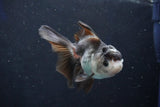 Juvenile Thai Oranda  Panda 3.5 Inch (ID#1022To13b-86) Free2Day SHIPPING