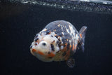 Jumbo Ranchu  Calico 5.5 Inch (ID#0103R14a-113)