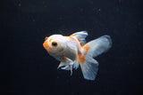 Juvenile Thai Oranda  Red White 4 Inch (ID#1206To12c-84) Free2Day SHIPPING