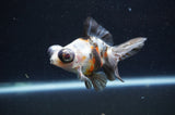 Butterfly  Calico 3.5 Inch (ID#415B8b-39) Free2Day SHIPPING