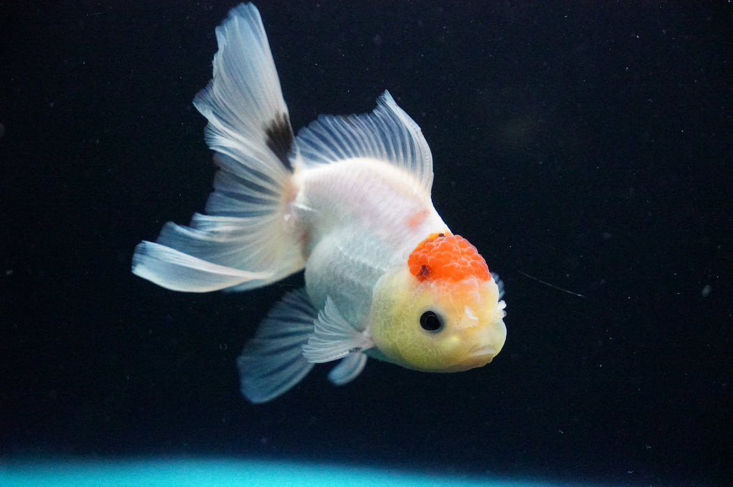 Thai Oranda  Red White 4 Inch (ID#1128T1b-34) Free2Day SHIPPING