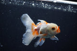 Juvenile Thai Oranda  Red White 4 Inch (ID#1206To12c-84) Free2Day SHIPPING