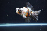 Butterfly  Calico 3.5 Inch (ID#415B8b-39) Free2Day SHIPPING