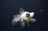Butterfly  Calico 3.5 Inch (ID#415B8b-39) Free2Day SHIPPING