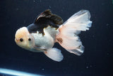 Thai Oranda  Panda 6 Inch (ID#1108To6c-116)