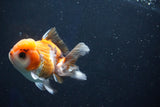 Juvenile Thai Oranda  Tricolor 3.5 Inch (ID#1022To13b-87) Free2Day SHIPPING