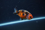 Baby Ranchu  Calico 2.5 Inch (ID#1224R9c-31) Free2Day SHIPPING