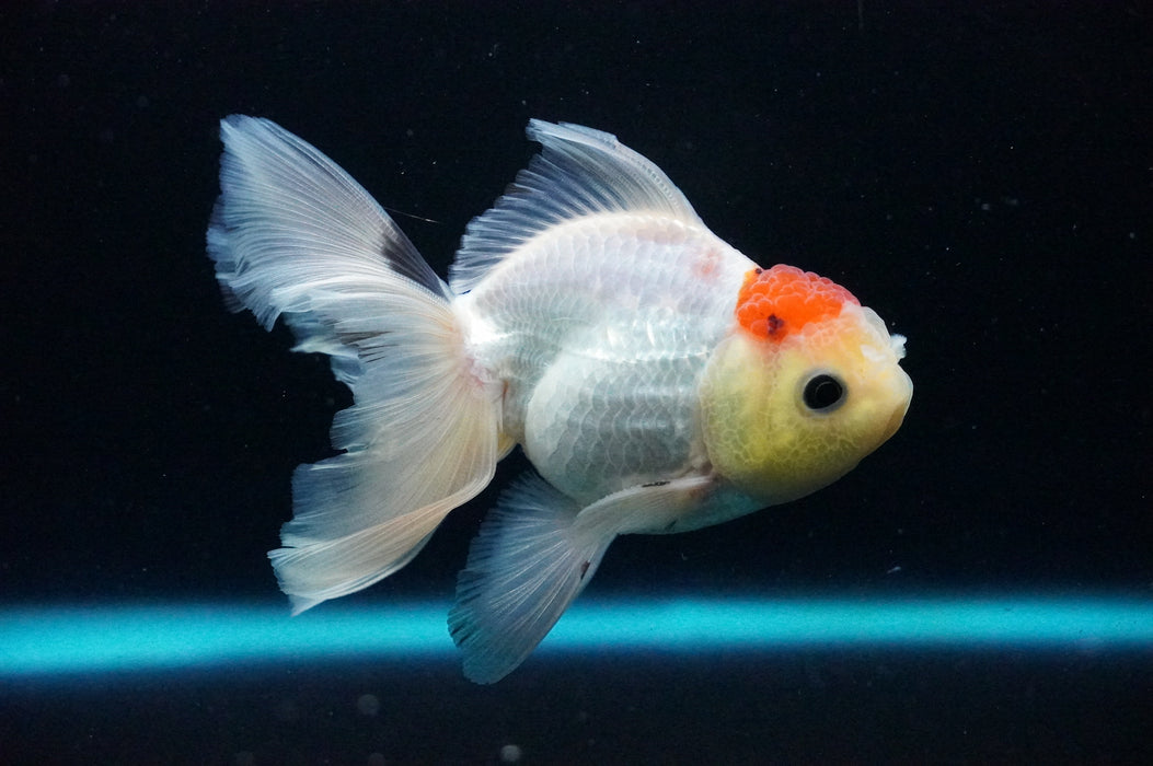 Thai Oranda  Red White 4 Inch (ID#1128T1b-34) Free2Day SHIPPING