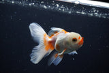 Juvenile Thai Oranda  Red White 4 Inch (ID#1206To12c-84) Free2Day SHIPPING