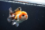 Juvenile Thai Oranda  Tricolor 3.5 Inch (ID#1022To13b-87) Free2Day SHIPPING