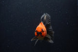 Thai Oranda  Red Black 4 Inch (ID#221T5c-65) Free2Day SHIPPING