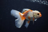 Juvenile Thai Oranda  Red White 4 Inch (ID#1206To12c-84) Free2Day SHIPPING