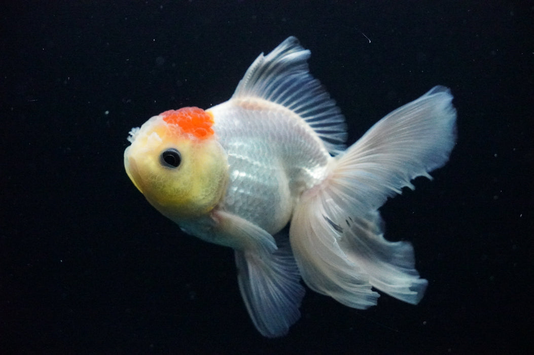 Thai Oranda  Red White 4 Inch (ID#1128T1b-34) Free2Day SHIPPING