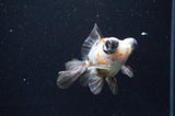 Butterfly  Calico 3.5 Inch (ID#415B8b-39) Free2Day SHIPPING