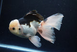 Thai Oranda  Panda 6 Inch (ID#1108To6c-116)