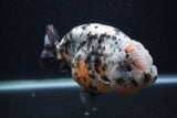 Jumbo Ranchu  Kirin 5 Inch (ID#0103R14a-114)