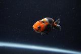 Baby Ranchu  Calico 2.5 Inch (ID#1224R9c-31) Free2Day SHIPPING