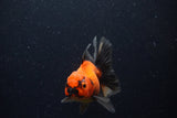 Thai Oranda  Red Black 4 Inch (ID#221T5c-65) Free2Day SHIPPING