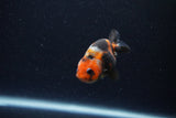 Baby Ranchu  Calico 2.5 Inch (ID#1224R9c-31) Free2Day SHIPPING