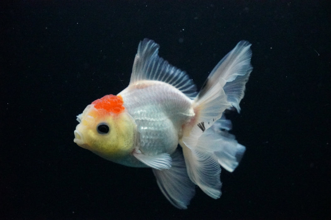 Thai Oranda  Red White 4 Inch (ID#1128T1b-34) Free2Day SHIPPING