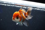 Juvenile Thai Oranda  Tricolor 3.5 Inch (ID#1022To13b-87) Free2Day SHIPPING