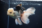 Thai Oranda  Panda 6 Inch (ID#1108To6c-116)