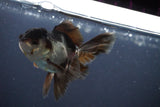 Juvenile Thai Oranda  Panda 3.5 Inch (ID#910To13bpt6-45) Free2Day SHIPPING