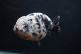 Jumbo Ranchu  Kirin 5 Inch (ID#0103R14a-114)