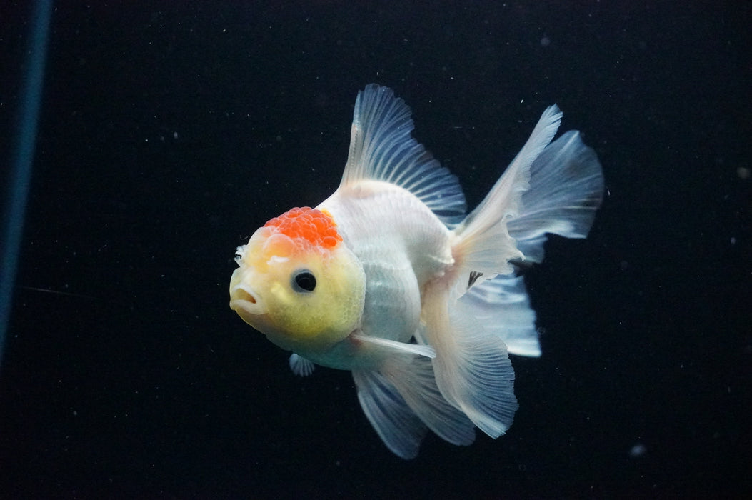 Thai Oranda  Red White 4 Inch (ID#1128T1b-34) Free2Day SHIPPING